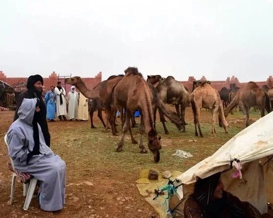 Marché aux chameaux de Guelmim / excursion d'une journée complète