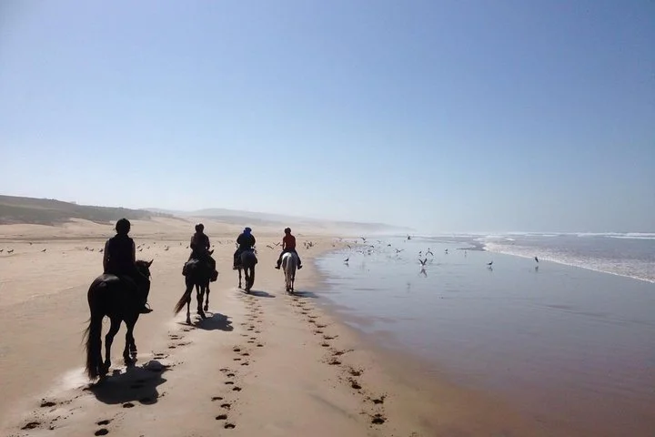 Horse Riding in Essaouira Prices & Best Tours Guide 2026